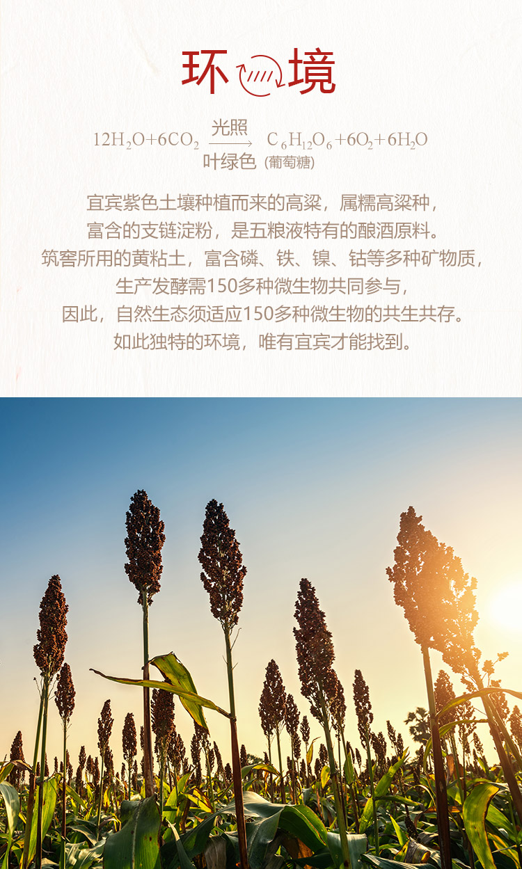 莫塞尔】五粮液52度普五第八代